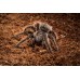 Tarantula de pelo rizado 